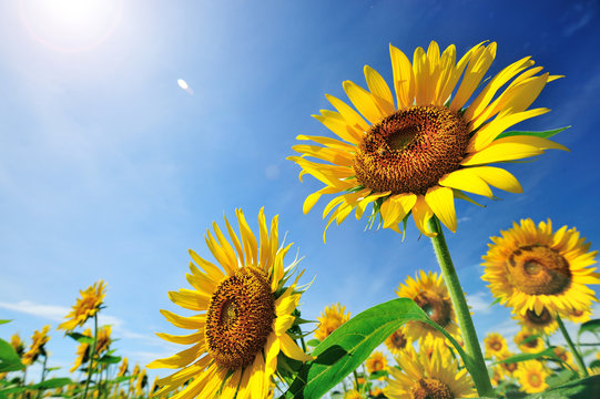 夏のガーデニングにおすすめの花
