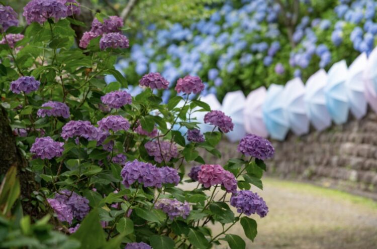 静岡県の紫陽花スポット3選